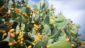 Masseria Celidonia