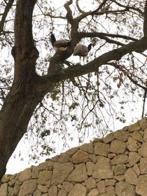 Masseria Autigne