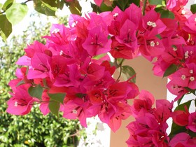 Masseria Mazzetta
