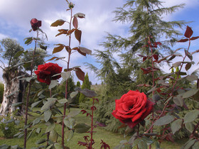 Popilia Country Resort