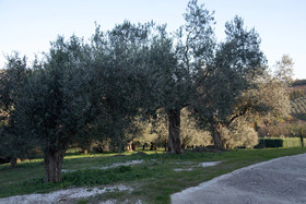Villa Santoro Ai Tre Ulivi