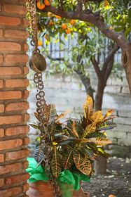 In The Garden