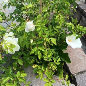 Il giardino di Armida B&B and Home Restaurant