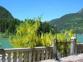 Appartamenti Cigno Bianco