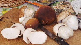 Antico