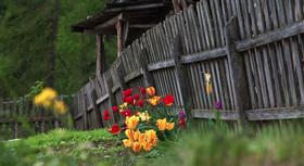 Pension Fellis