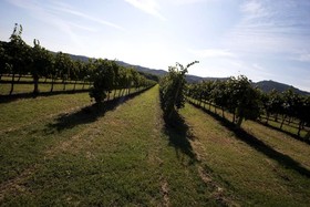 Villa Il Cigno