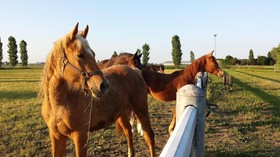Tuscany Village Club - Ranch PratoSasso