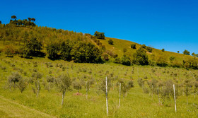 La Quercia