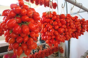 Agricamping Stone Vesuvio