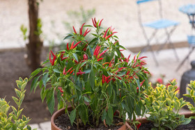 Borgo Vergini Garden B&B