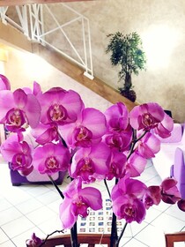 Suite Orchidea
