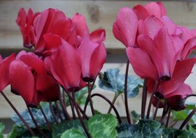 V&V Suite & Breakfast