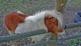 Tenuta Convivium Cuma