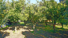 Tenuta Convivium Cuma