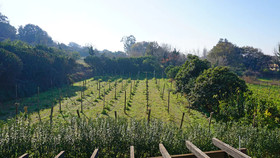 Tenuta Convivium Cuma