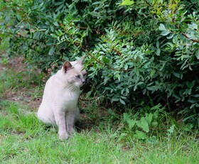 B&B Massico Apartments