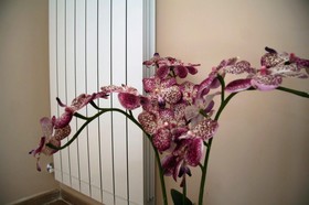 B&B Giacomino Sorrento