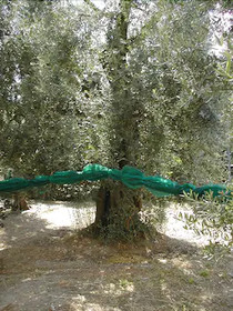 Oasi Madre Della Pace