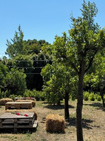 Villa Carafa de Cillis