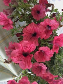 Bed and Breakfast Puntaferano