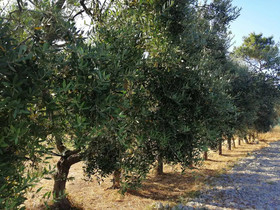 Ca' Donatella Mare & BBQ