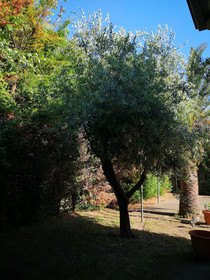 All’Ombra Del Palmeto