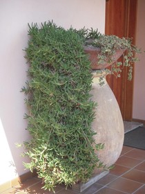 Residence Edy