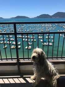 Shelley e delle Palme