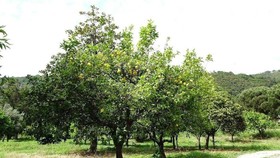 La Corte Natural Resort