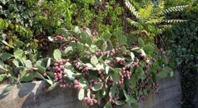 Hotel Villa Argentina