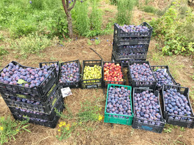 Agriturismo Lavalleggia