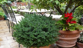 La Terrazza dei Pelargoni B&B