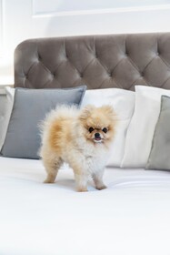 Palazzo Goldoni Condotti Collection