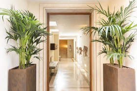 Palm Suites