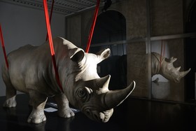 Rhinoceros by Fendi Rome