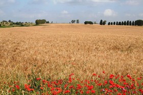 Riserva Dell'Olmo