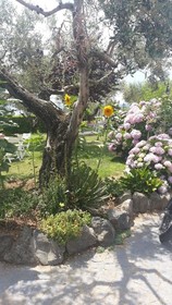 Il Poggio Degli Ulivi