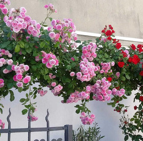 Al Roseto Di Sonia