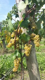 Le Due Cascine Agriturismo