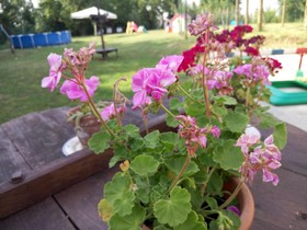 La Rosa Tra Le Vigne