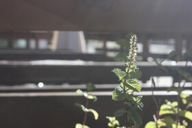 Olympic Mountains B&B