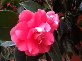 La Locanda Del Melograno