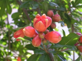 La Locanda Del Melograno