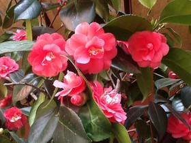 La Locanda Del Melograno