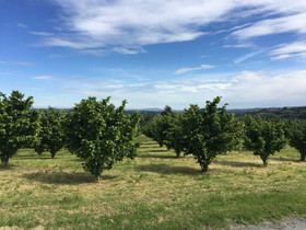 Villa Albengo B&B Di Charme