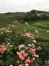 Residence Delle Rose