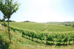 Tenuta La Romana