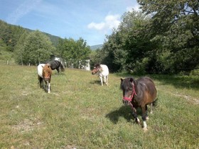 Albergo Ristorante Payarin