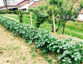 Cascina Agriturismo Adorno